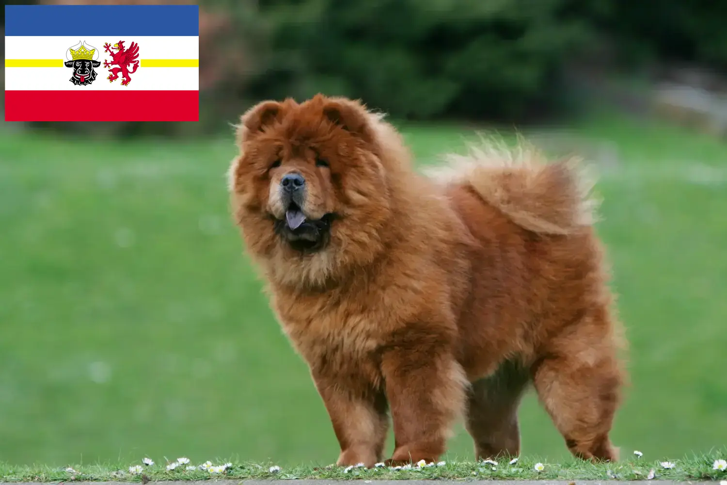 Read more about the article Chow-Chow breeders and puppies in Mecklenburg-Vorpommern