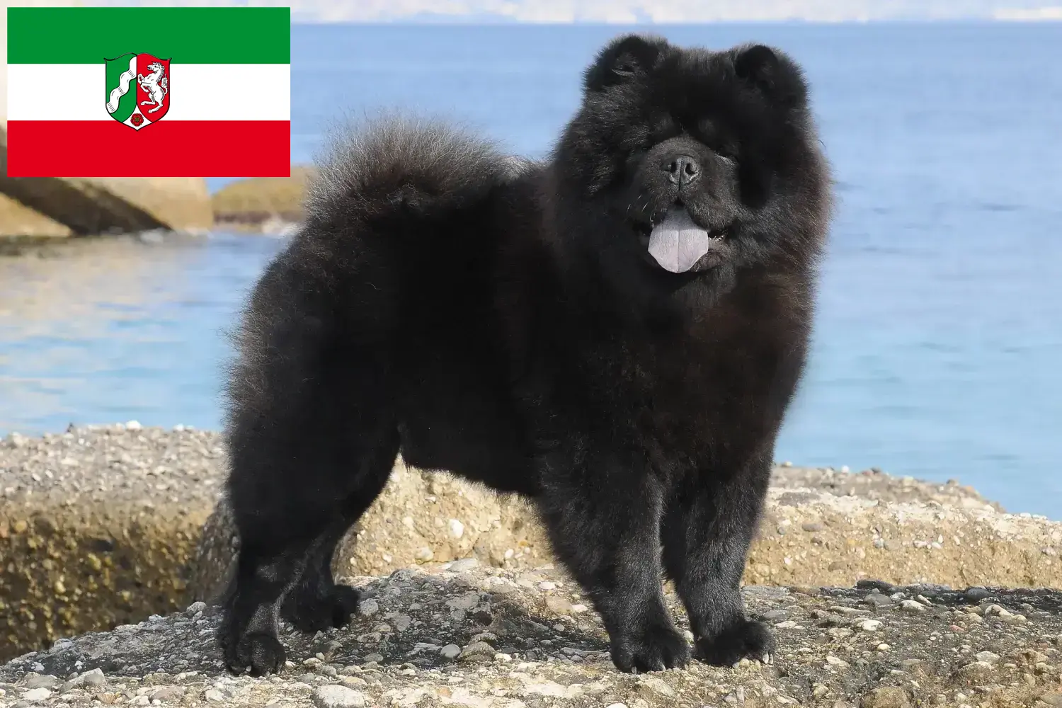 Read more about the article Chow-Chow breeders and puppies in North Rhine-Westphalia