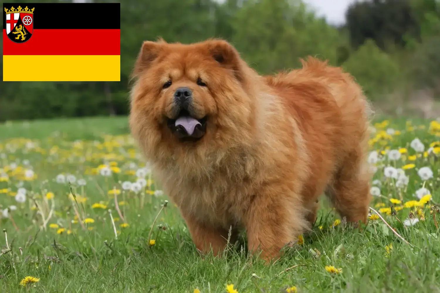 Read more about the article Chow-Chow breeders and puppies in Rhineland-Palatinate