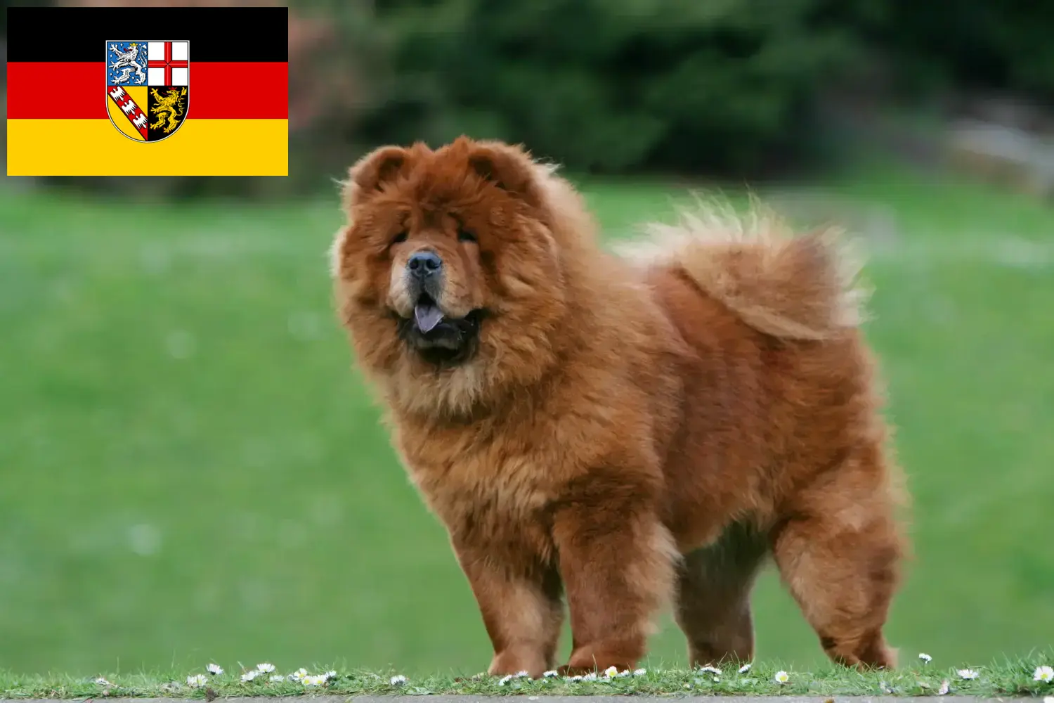 Read more about the article Chow-Chow breeders and puppies in Saarland