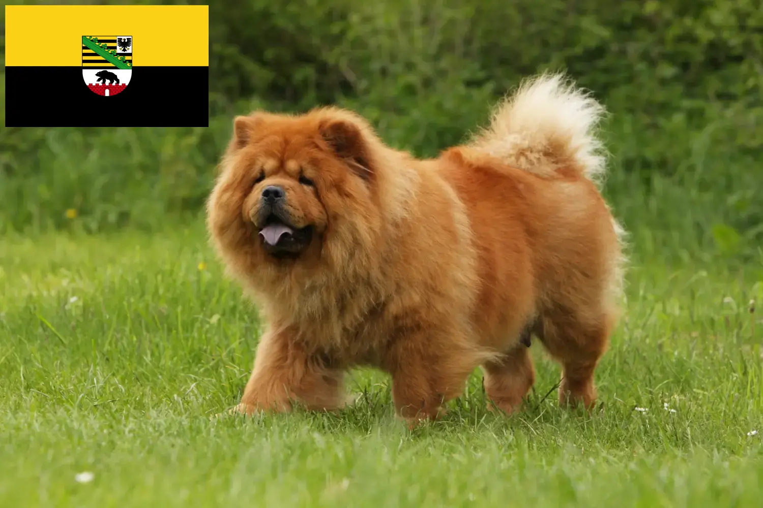 Read more about the article Chow-Chow breeders and puppies in Saxony-Anhalt