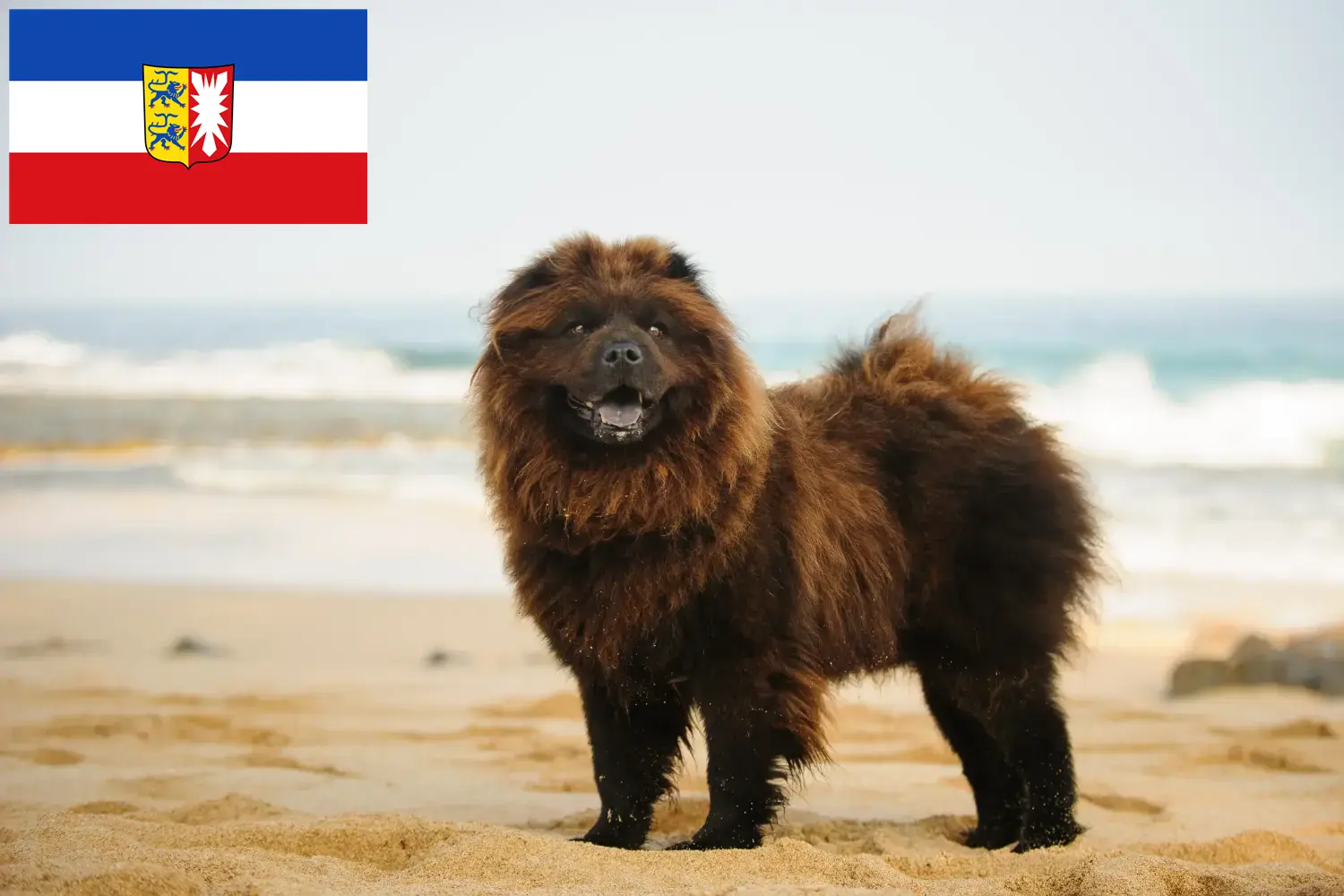 Read more about the article Chow-Chow breeders and puppies in Schleswig-Holstein