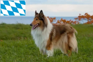 Read more about the article Collie breeders and puppies in Bavaria