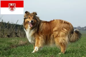 Read more about the article Collie breeders and puppies in Brandenburg