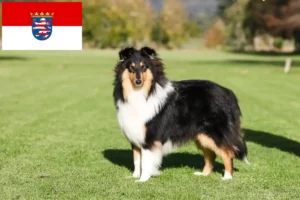 Read more about the article Collie breeders and puppies in Hessen