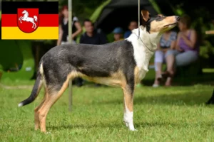 Read more about the article Collie breeders and puppies in Lower Saxony