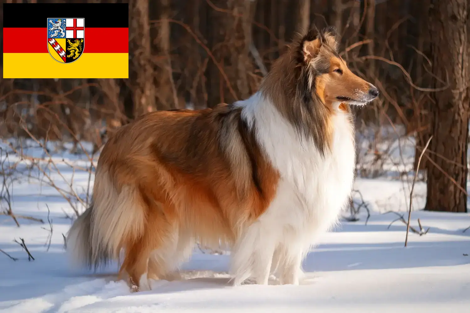 Read more about the article Collie breeders and puppies in Saarland