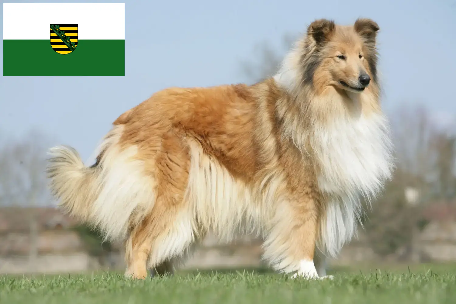 Read more about the article Collie breeders and puppies in Saxony