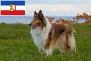 Read more about the article Collie breeders and puppies in Schleswig-Holstein