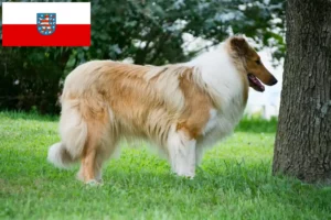 Read more about the article Collie breeders and puppies in Thuringia