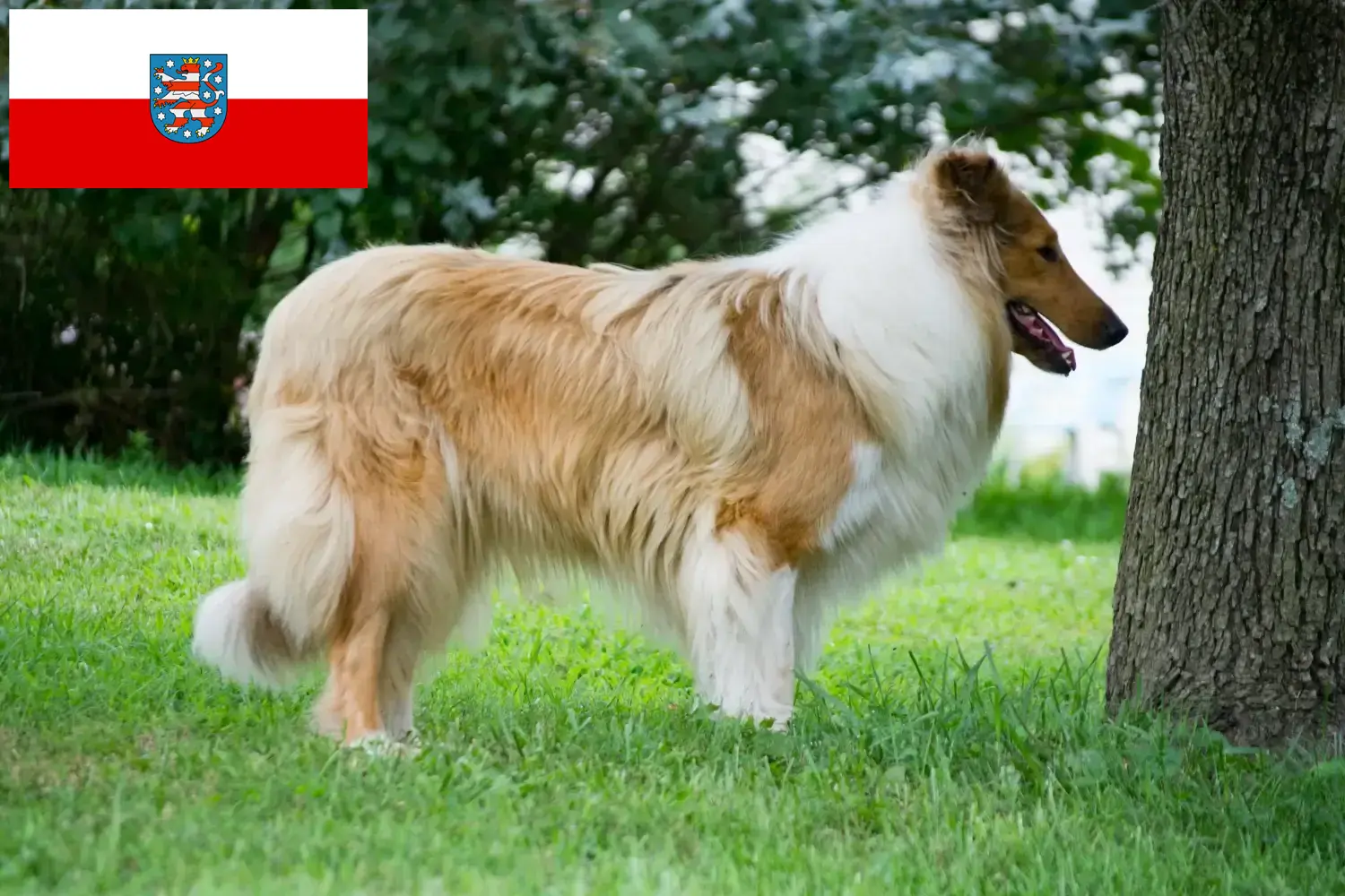 Read more about the article Collie breeders and puppies in Thuringia