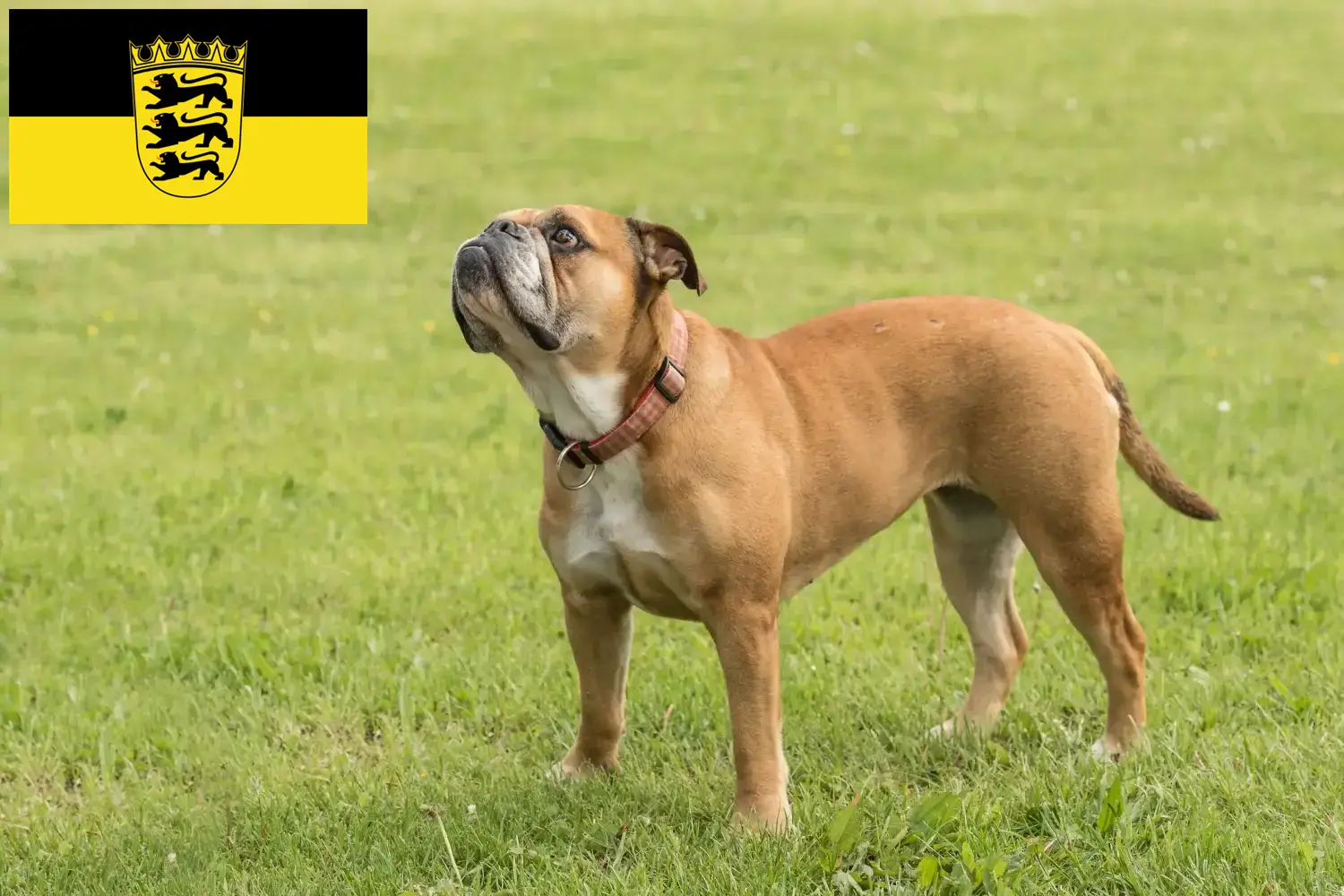 Read more about the article Continental Bulldog breeders and puppies in Baden-Württemberg