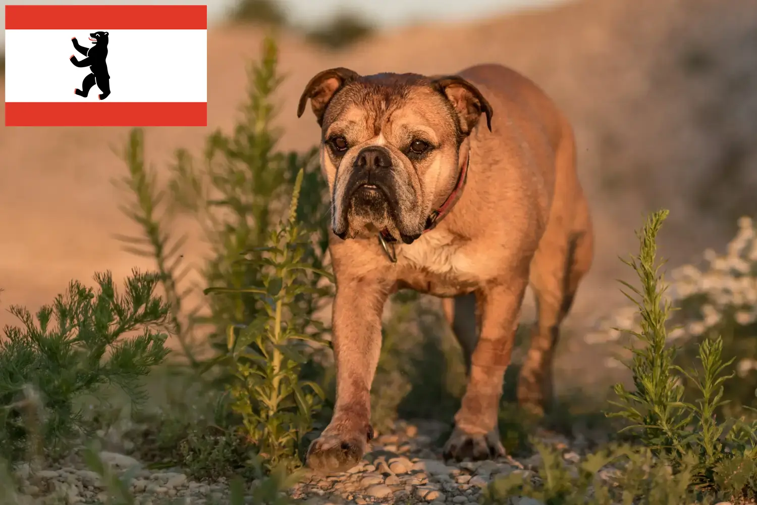 Read more about the article Continental Bulldog breeders and puppies in Berlin