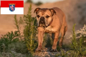 Read more about the article Continental Bulldog breeders and puppies in Hessen