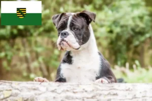 Read more about the article Continental Bulldog breeders and puppies in Saxony