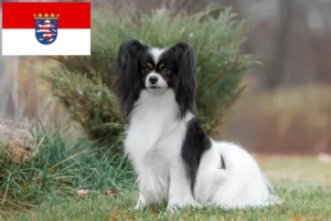 Read more about the article Continental Dwarf Spaniel Breeder and Puppies in Hessen