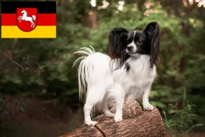 Read more about the article Continental Dwarf Spaniel Breeder and Puppies in Lower Saxony