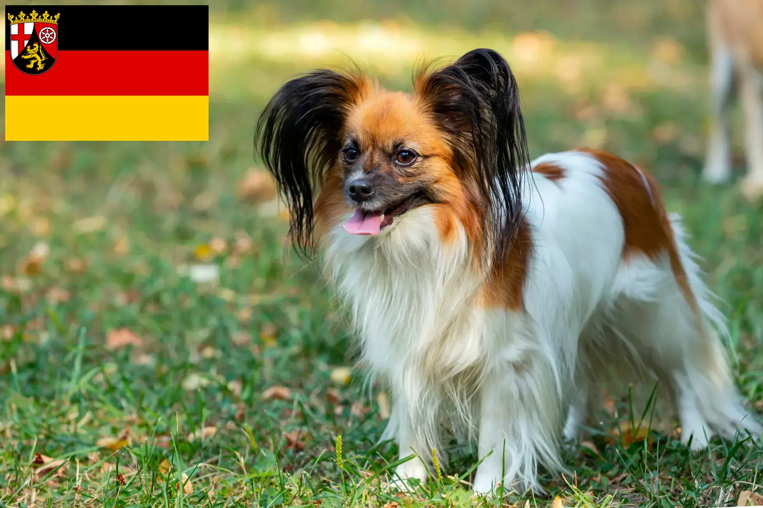 Read more about the article Continental Dwarf Spaniel Breeder and Puppies in Rhineland-Palatinate