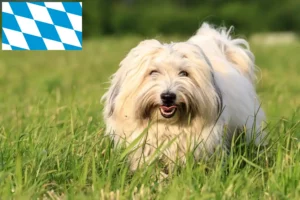 Read more about the article Coton de Tuléar breeders and puppies in Bavaria