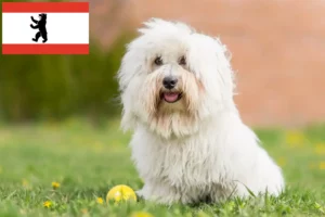 Read more about the article Coton de Tuléar breeders and puppies in Berlin