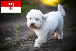 Read more about the article Coton de Tuléar breeders and puppies in Brandenburg