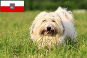 Read more about the article Coton de Tuléar breeders and puppies in Thuringia