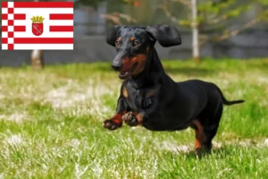 Read more about the article Dachshund breeders and puppies in Bremen