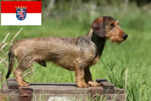 Read more about the article Dachshund breeders and puppies in Hessen