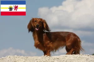 Read more about the article Dachshund breeders and puppies in Mecklenburg-Vorpommern