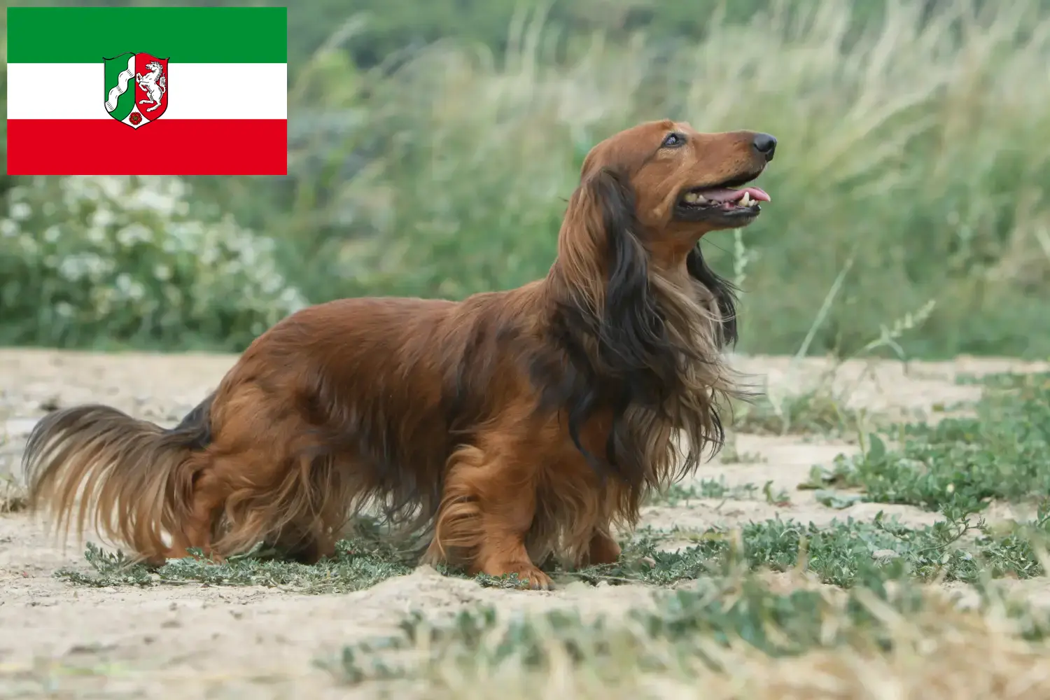 Read more about the article Dachshund breeders and puppies in North Rhine-Westphalia