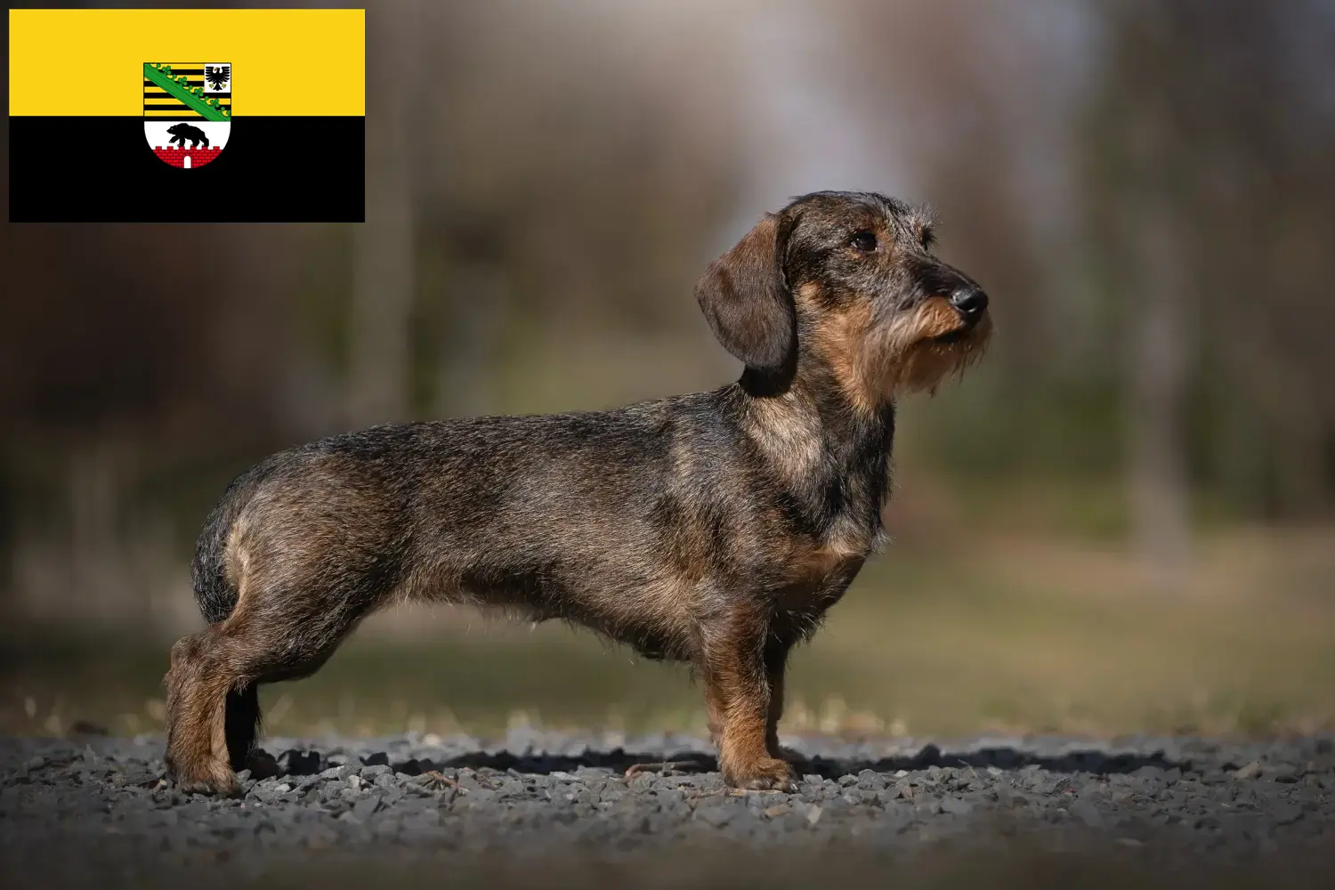 Read more about the article Dachshund breeders and puppies in Saxony-Anhalt