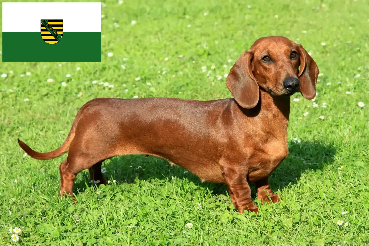 Read more about the article Dachshund breeders and puppies in Saxony