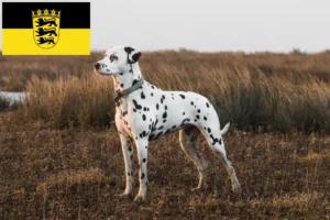 Read more about the article Dalmatian breeders and puppies in Baden-Württemberg