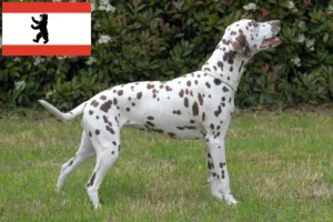 Read more about the article Dalmatian breeders and puppies in Berlin