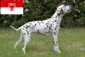 Read more about the article Dalmatian breeders and puppies in Brandenburg