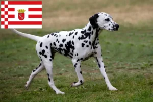 Read more about the article Dalmatian breeders and puppies in Bremen