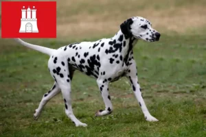 Read more about the article Dalmatian breeders and puppies in Hamburg