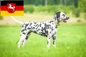 Read more about the article Dalmatian breeders and puppies in Lower Saxony