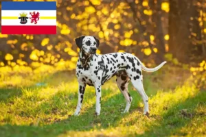 Read more about the article Dalmatian breeders and puppies in Mecklenburg-Vorpommern