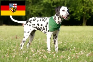 Read more about the article Dalmatian breeders and puppies in Saarland