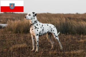 Read more about the article Dalmatian breeders and puppies in Thuringia
