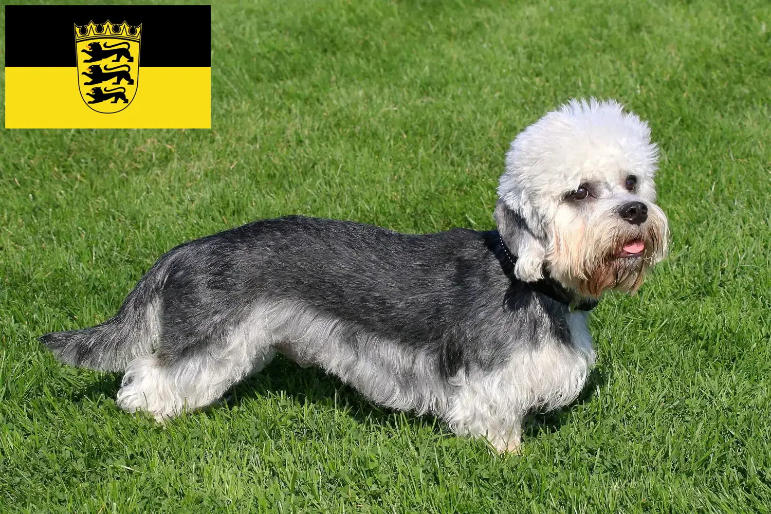 Dandie Dinmont Terrier breeders and puppies in Baden-Württemberg ...