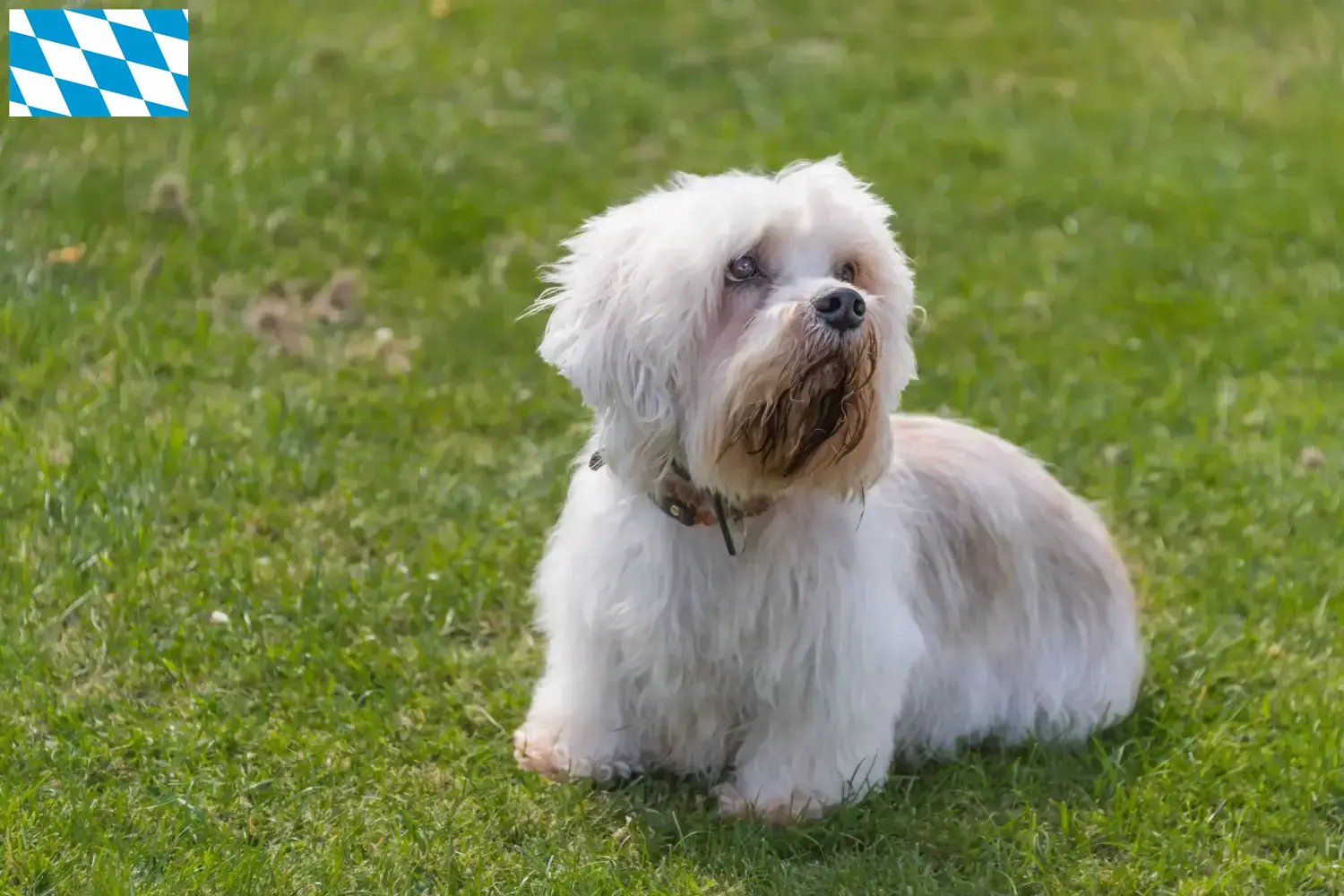 Read more about the article Dandie Dinmont Terrier breeders and puppies in Bavaria