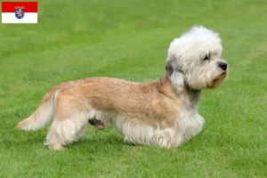 Read more about the article Dandie Dinmont Terrier breeders and puppies in Hessen