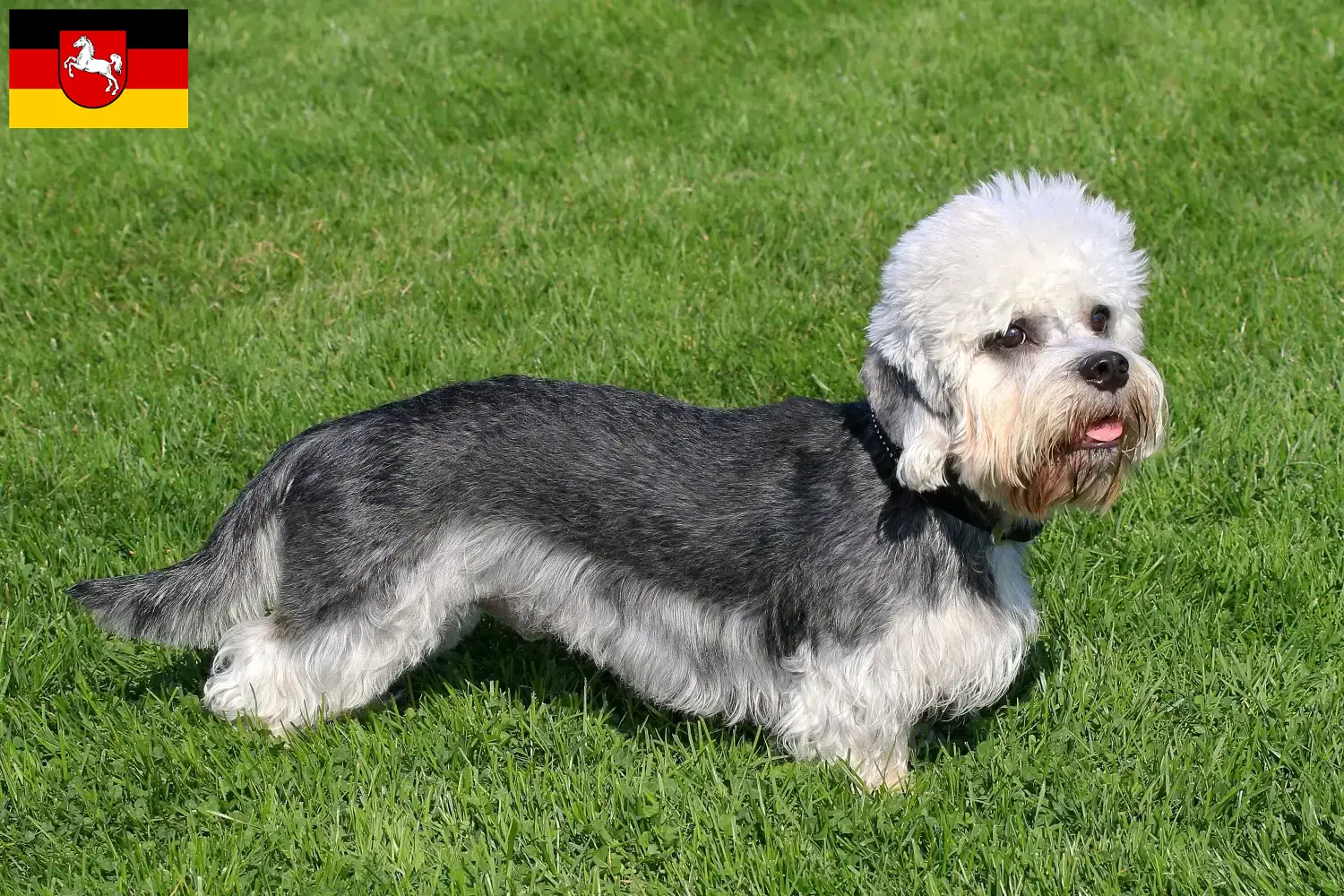 Read more about the article Dandie Dinmont Terrier breeders and puppies in Lower Saxony