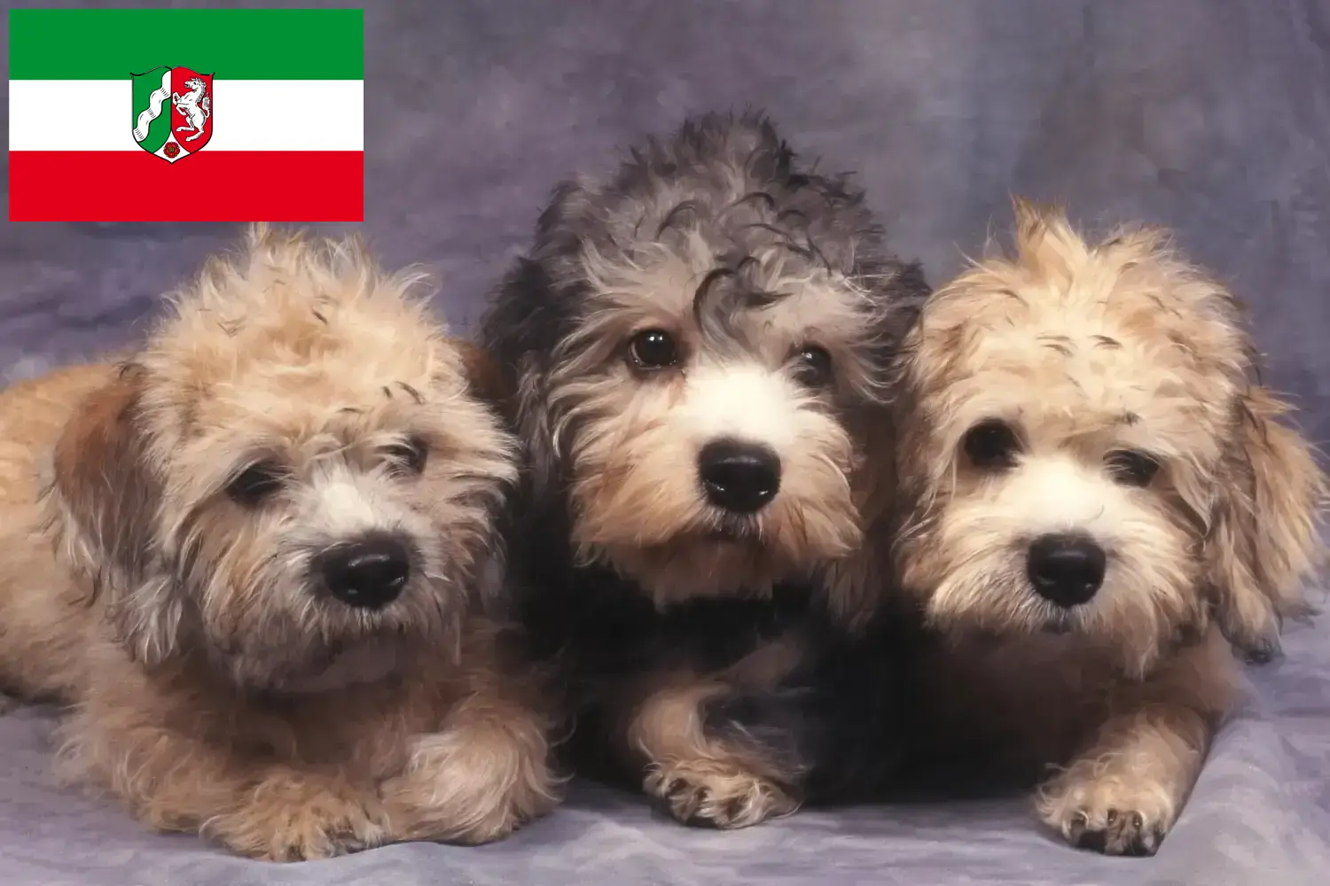 Read more about the article Dandie Dinmont Terrier breeders and puppies in North Rhine-Westphalia