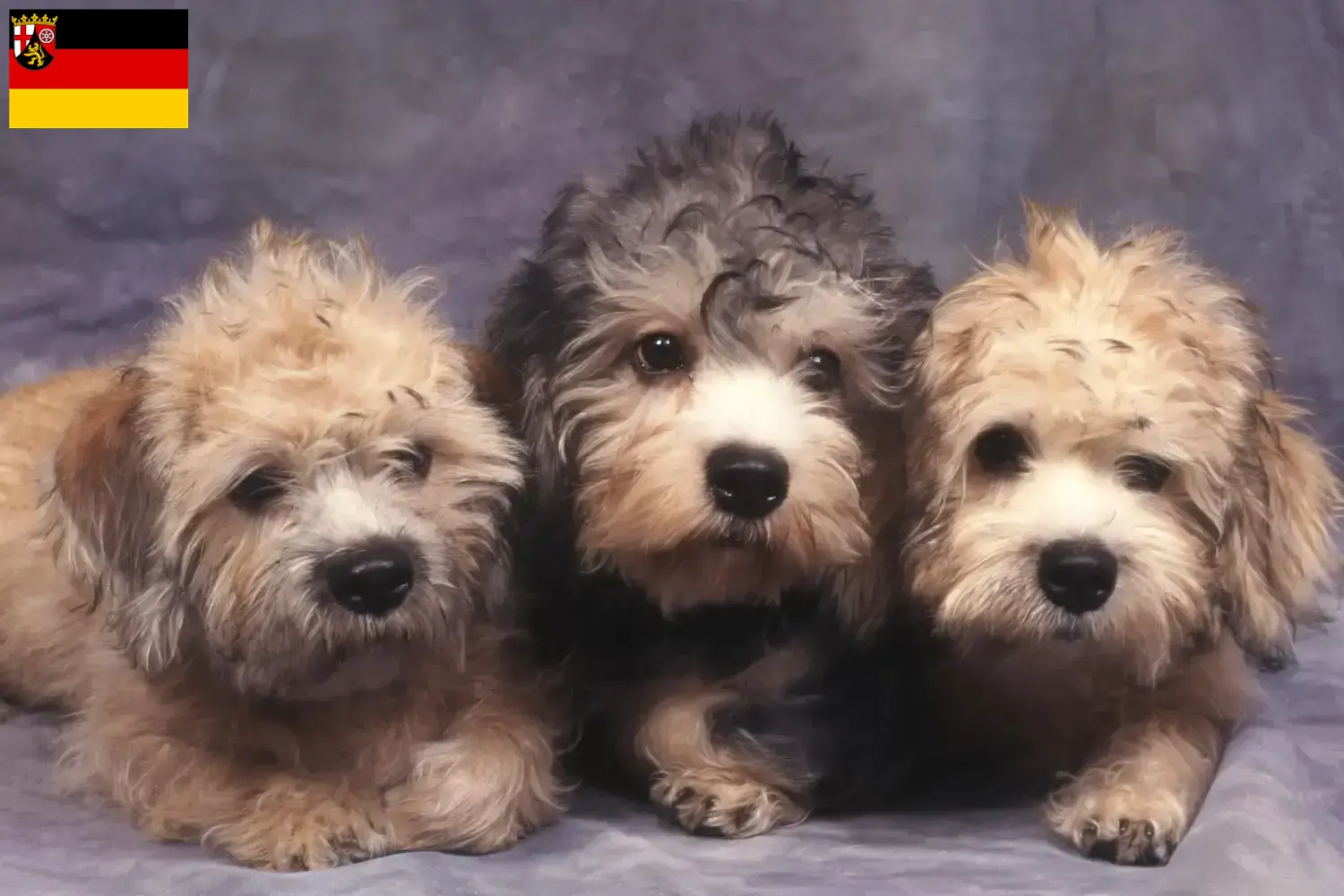 Read more about the article Dandie Dinmont Terrier breeders and puppies in Rhineland-Palatinate