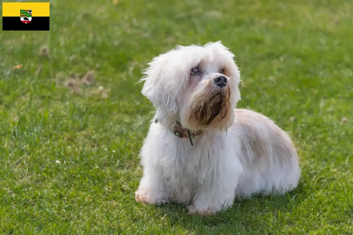 Read more about the article Dandie Dinmont Terrier breeders and puppies in Saxony-Anhalt