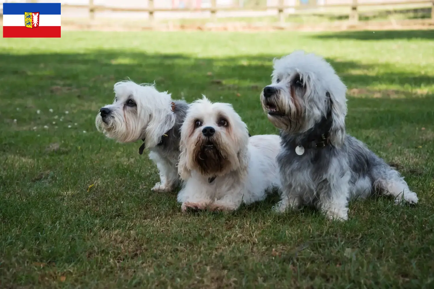Read more about the article Dandie Dinmont Terrier breeders and puppies in Schleswig-Holstein