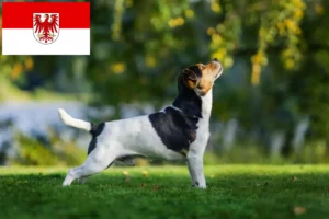 Read more about the article Danish-Swedish Farmdog breeders and puppies in Brandenburg